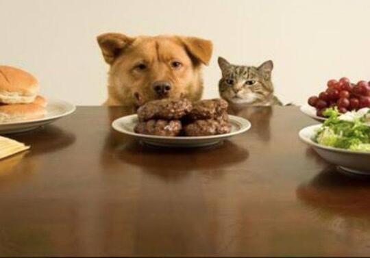 Jangan Berikan Makanan Anjing Pada Kucing Peliharaan Dirumah Ya Gan