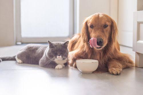 Jangan Berikan Makanan Anjing Pada Kucing Peliharaan Dirumah Ya Gan