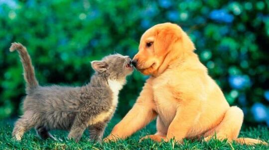 Jangan Berikan Makanan Anjing Pada Kucing Peliharaan Dirumah Ya Gan