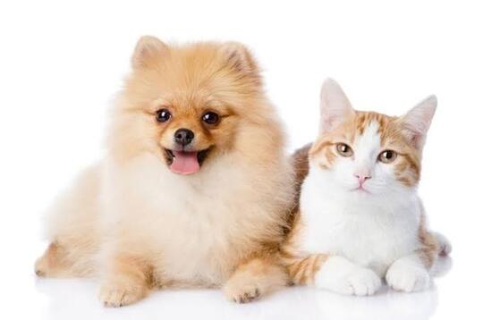 Jangan Berikan Makanan Anjing Pada Kucing Peliharaan Dirumah Ya Gan