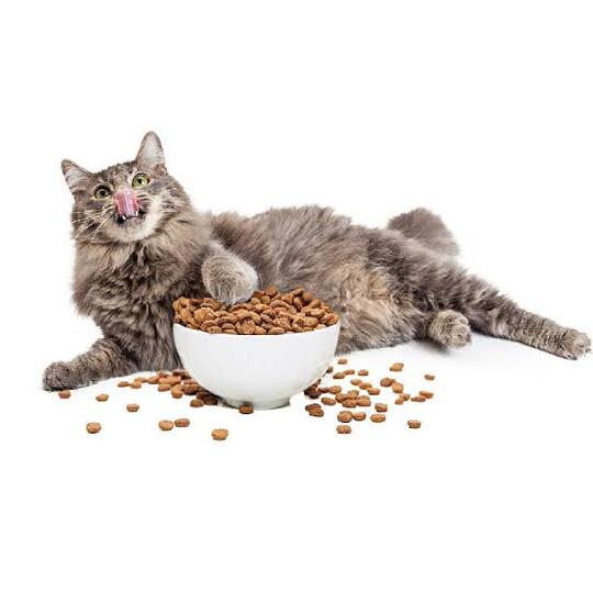 Jangan Berikan Makanan Anjing Pada Kucing Peliharaan Dirumah Ya Gan