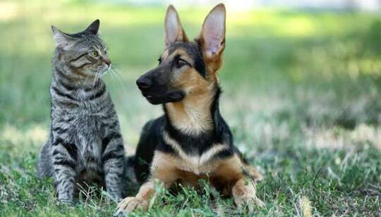 Jangan Berikan Makanan Anjing Pada Kucing Peliharaan Dirumah Ya Gan