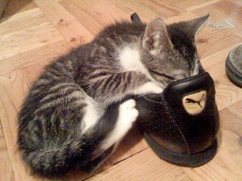 Suka Lihat Kucing yang Mencium Sepatu? Apa Dia Ga Kebauan Nyiumin Sepatu?