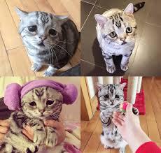 Kucing ini ternyata kucing yang berwajah paling sedih di dunia, mengapa bisa begitu.?