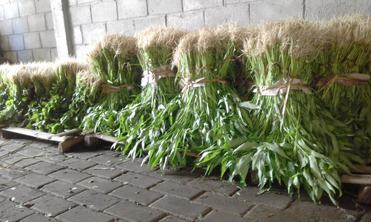 Kabar Baik! Harga Sayuran Mulai Stabil