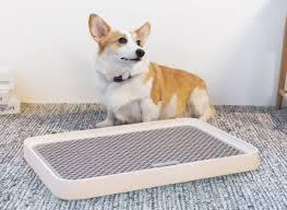 Membiasakan Anjing Pipis & Pup Di Underpad