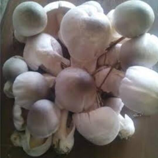 Tiga Makanan Alami Yang Terdapat Pada Pohon Sagu. Salah Satunya Sangat Ekstrem.