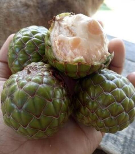 Tiga Makanan Alami Yang Terdapat Pada Pohon Sagu. Salah Satunya Sangat Ekstrem.
