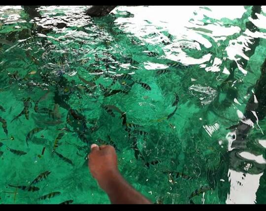 Tertarik Eksplore ke Raja Ampat? Ini Rincian Harganya, Nabung Dulu Gan!