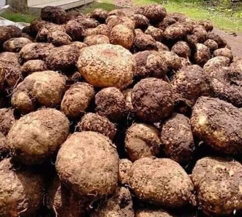'Pohon Duit' Siapa Yang Tak Tergiur Menanam Tanaman Ini