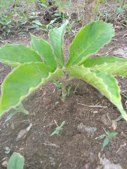 'Pohon Duit' Siapa Yang Tak Tergiur Menanam Tanaman Ini