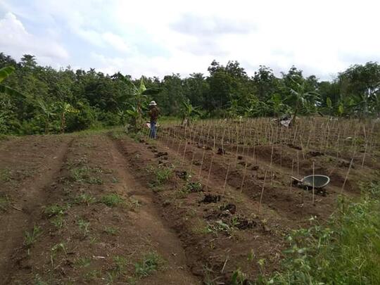 'Pohon Duit' Siapa Yang Tak Tergiur Menanam Tanaman Ini