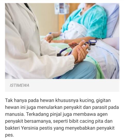 Kutu Kucing Bisa Membuat Seorang Anak Manusia Meninggal, Berikut Faktanya!