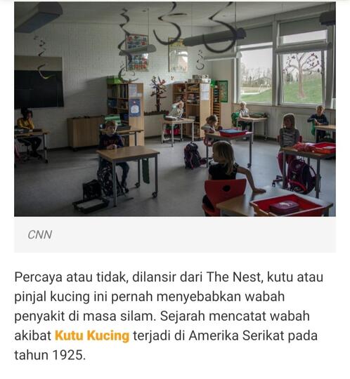 Kutu Kucing Bisa Membuat Seorang Anak Manusia Meninggal, Berikut Faktanya!