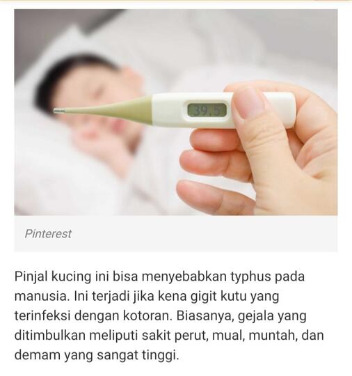 Kutu Kucing Bisa Membuat Seorang Anak Manusia Meninggal, Berikut Faktanya!