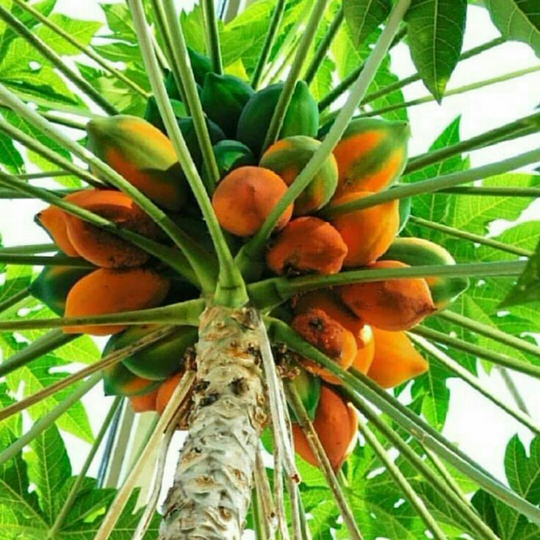 Beberapa Tanaman Berkhasiat di Sekitar Kita, Warisan Tradisional Nusantara!