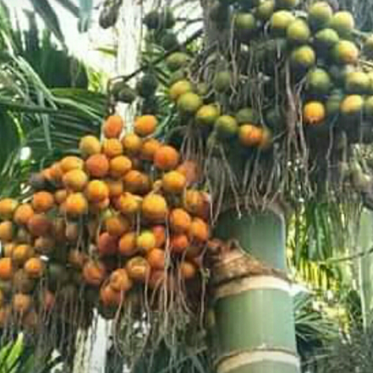 Beberapa Tanaman Berkhasiat di Sekitar Kita, Warisan Tradisional Nusantara!
