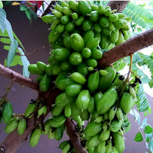 Beberapa Tanaman Berkhasiat di Sekitar Kita, Warisan Tradisional Nusantara!