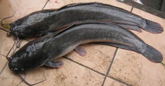 5 Rekomendasi Umpan Ikan Lele Alami Paling Jitu Sejak Zaman Nenek Moyang