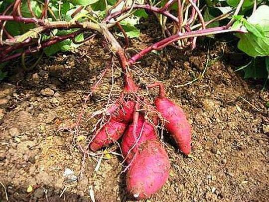 Bosan Makan Nasi Warna Putih? Tanaman Ini Bisa Ubah Warna Nasi Lebih Cantik