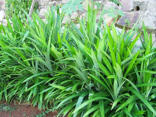 Bosan Makan Nasi Warna Putih? Tanaman Ini Bisa Ubah Warna Nasi Lebih Cantik