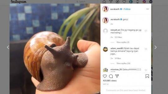 Bekicot Aura Kasih Segede Telapak Tangan, Netizen Heboh