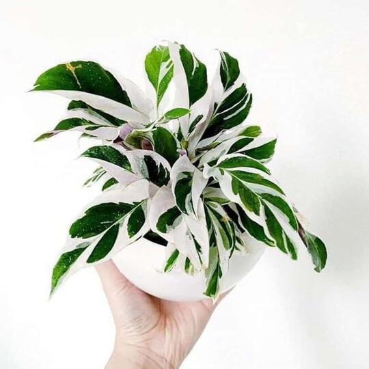 Tidak Hanya Mempercantik, 5 Furnitur Ini Juga Membuatmu Lebih Rileks