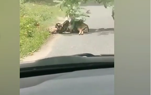 Debat Netizen +62 Melihat Rusa Dimangsa Ular! Rantai Makanan atau Rasa Kemanusiaan?