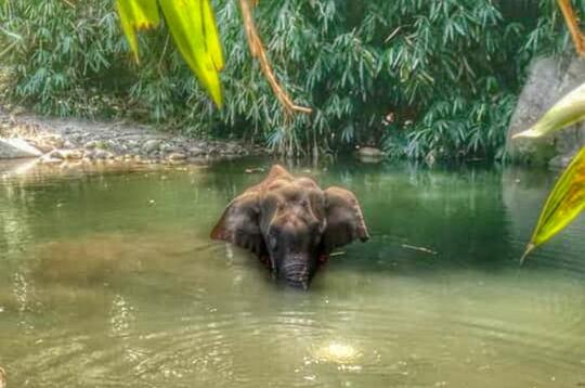 Teganya Manusia Ini, Beri Makan Gajah Hamil Berisi Petasan!