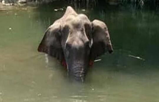Teganya Manusia Ini, Beri Makan Gajah Hamil Berisi Petasan!
