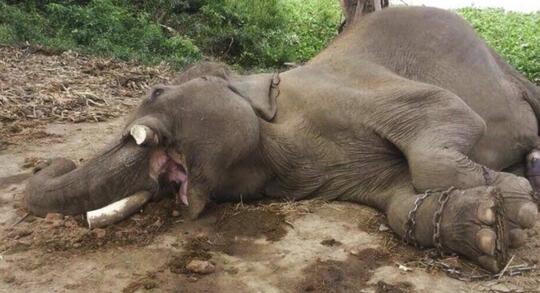 Teganya Manusia Ini, Beri Makan Gajah Hamil Berisi Petasan!