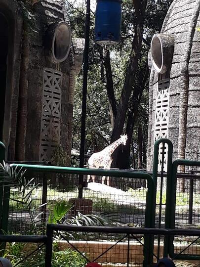 Ragunan Zoo Ditengah Pandemi Covid-19