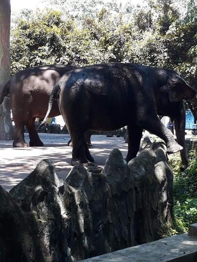 Ragunan Zoo Ditengah Pandemi Covid-19