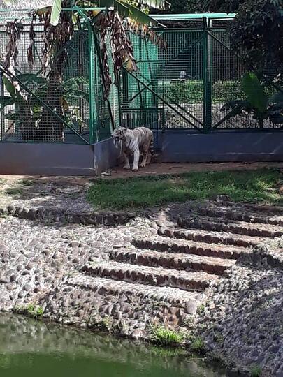 Ragunan Zoo Ditengah Pandemi Covid-19