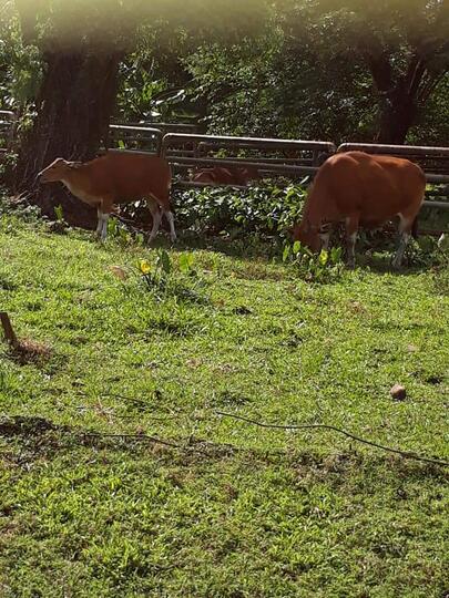Ragunan Zoo Ditengah Pandemi Covid-19