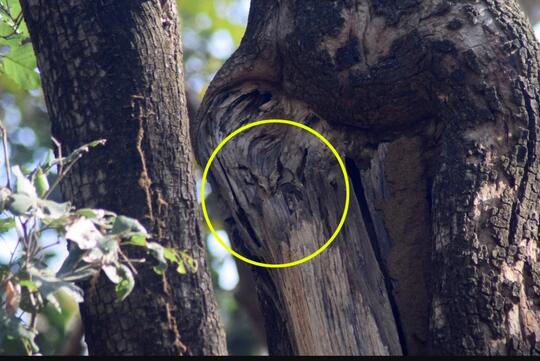 99% Warganet Bingung Menebak Posisi Burung Hantu Ini, Apakah Kamu Termasuk?