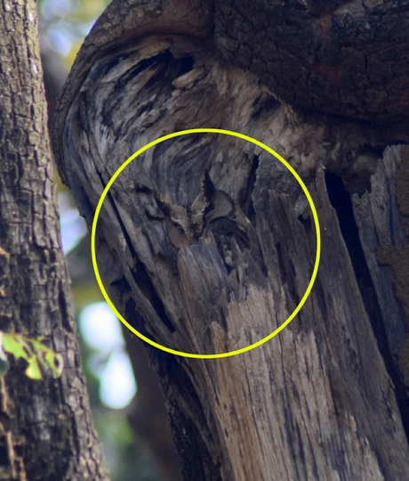 99% Warganet Bingung Menebak Posisi Burung Hantu Ini, Apakah Kamu Termasuk?