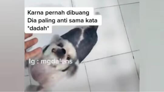 Kasihan, Anjing Trauma dengan Kata "Dadah" karena Pernah Dibuang! Tega Banget Ya