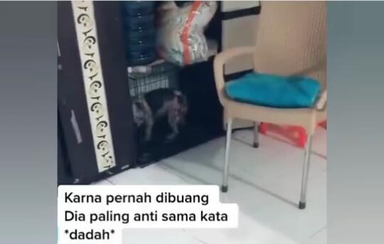 Kasihan, Anjing Trauma dengan Kata "Dadah" karena Pernah Dibuang! Tega Banget Ya