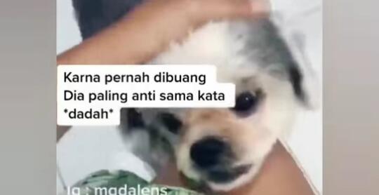 Kasihan, Anjing Trauma dengan Kata "Dadah" karena Pernah Dibuang! Tega Banget Ya
