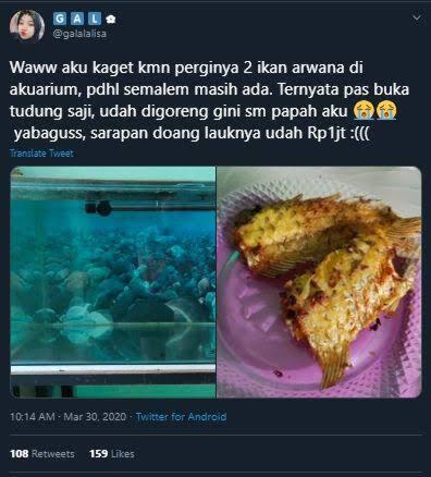 Ikan Arwana Kok Harganya Mahal, Padahal Enak Buat Digoreng