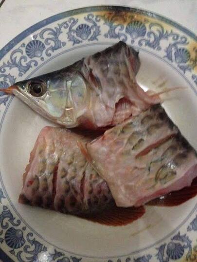 Ikan Arwana Kok Harganya Mahal, Padahal Enak Buat Digoreng