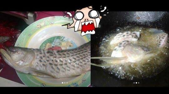 Ikan Arwana Kok Harganya Mahal, Padahal Enak Buat Digoreng