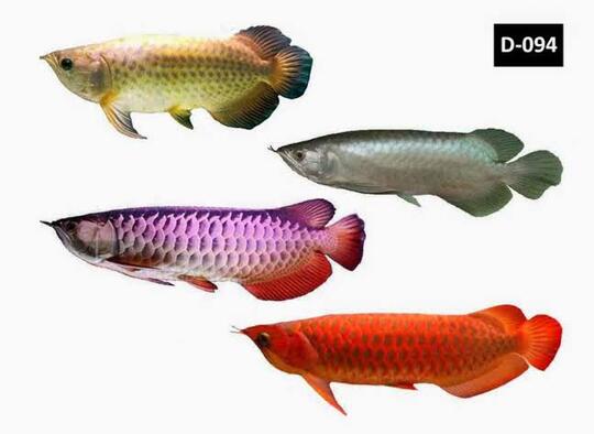 Ikan Arwana Kok Harganya Mahal, Padahal Enak Buat Digoreng