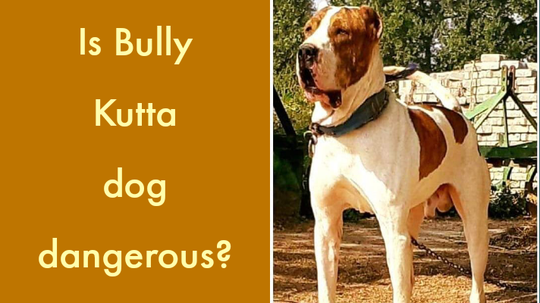 are bully kutta dangerous