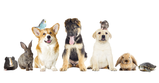 Kenali Hewan Peliharaanmu Lebih Jauh dengan Ikutan Kelas PETS #FestivalKelasKASKUS!