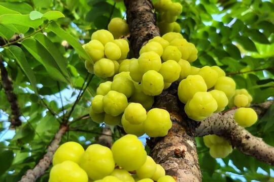 Meski Masam, Nyatanya Keempat Buah Ini Masih Banyak Diminati, Apa Saja Itu?
