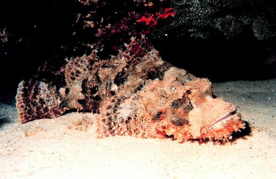 Fakta Ikan Stonefish Paling Beracun Di Bikini Buttom