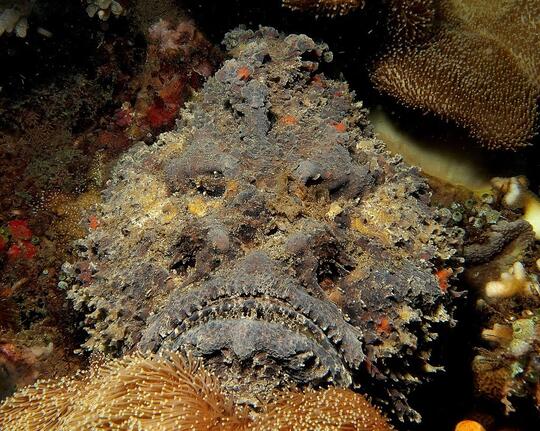 Fakta Ikan Stonefish Paling Beracun Di Bikini Buttom
