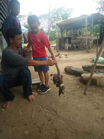 Misteri Pembunuhan Beberapa Hewan Di Tapanuli Utara, Kepoin Yuks!?